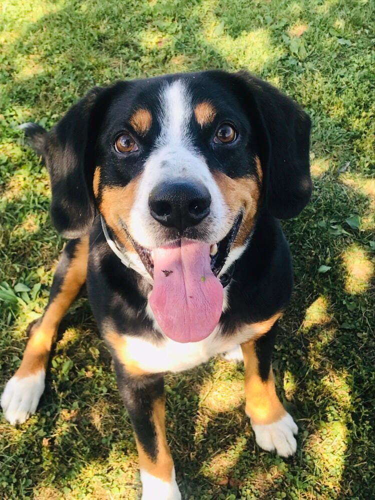 Entlebucher Sennenhund