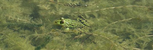 Frosch